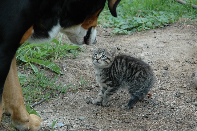 Begegnung Hund und Katze